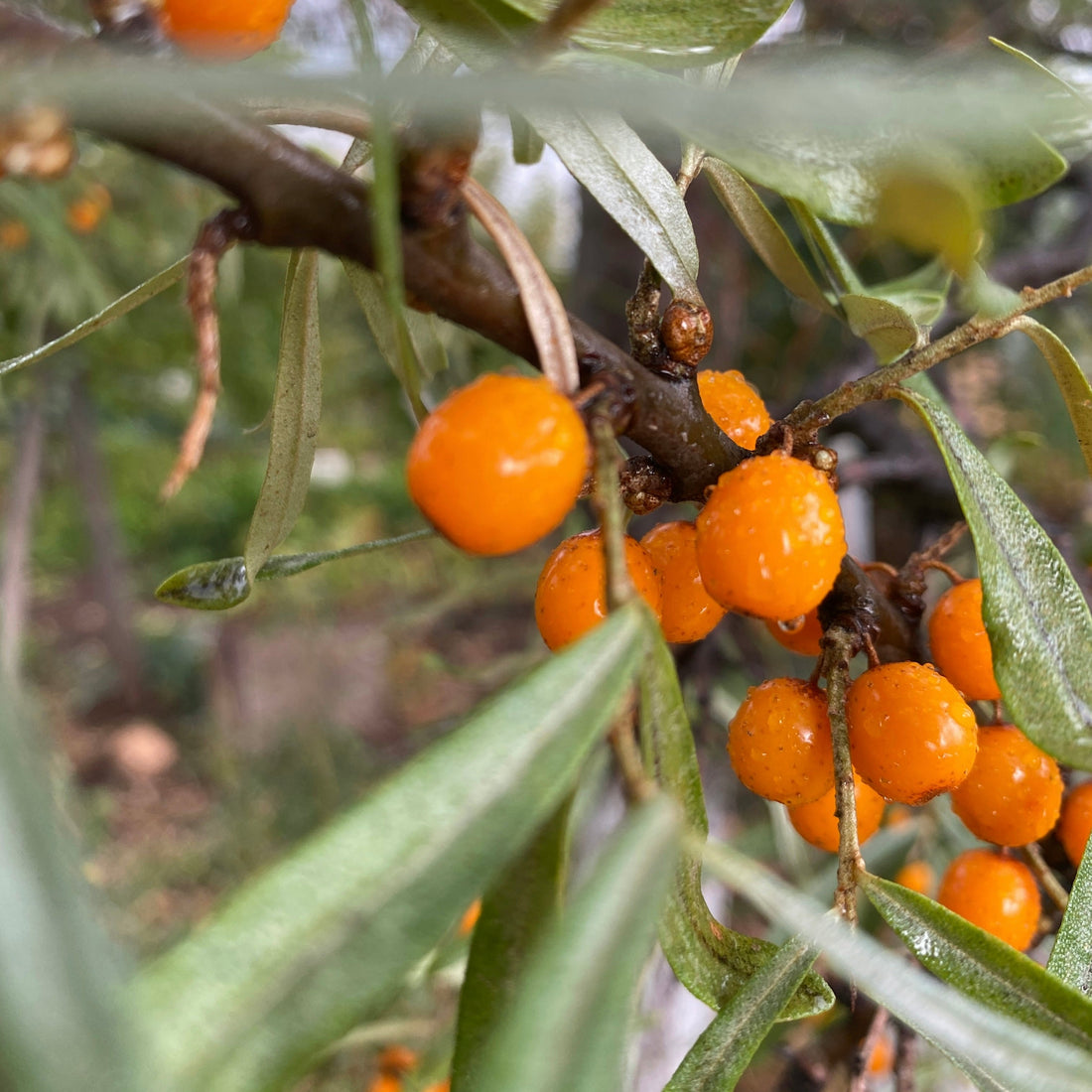 Australian Botanicals
